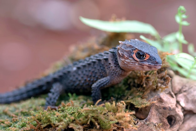 kleiner Drache aus Ostindonesien, Krokodilskink