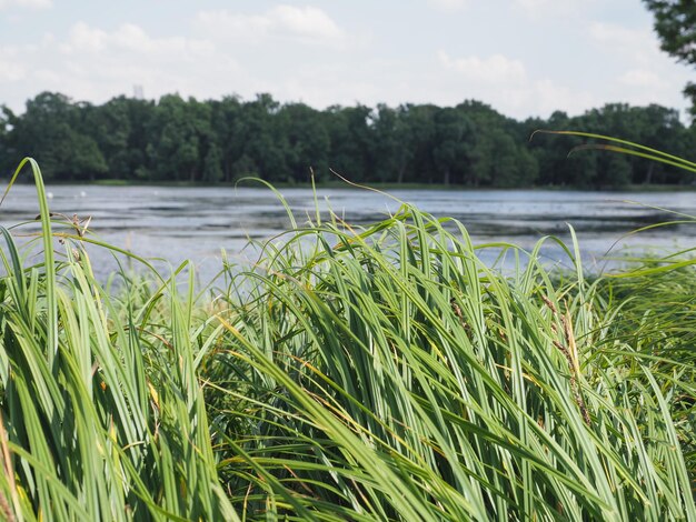 Kleiner Dutzendteich in Nürnberg