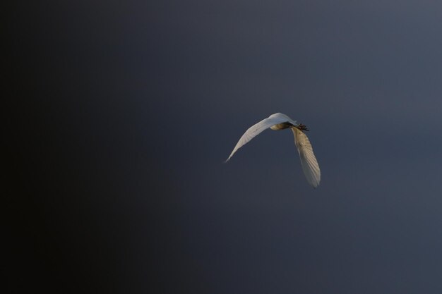 Foto kleiner egret, der im himmel fliegt