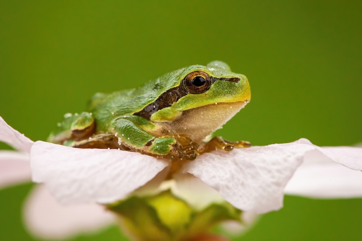 Foto kleiner europäischer laubfrosch, der im blumenkopf in der sommernatur sitzt