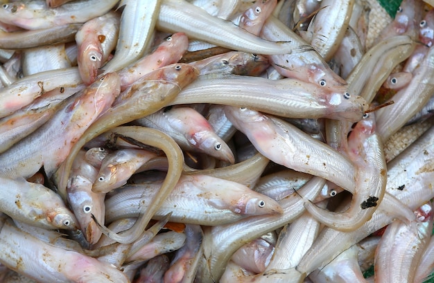 Kleiner Fisch im Verkauf in Thailand-Markt