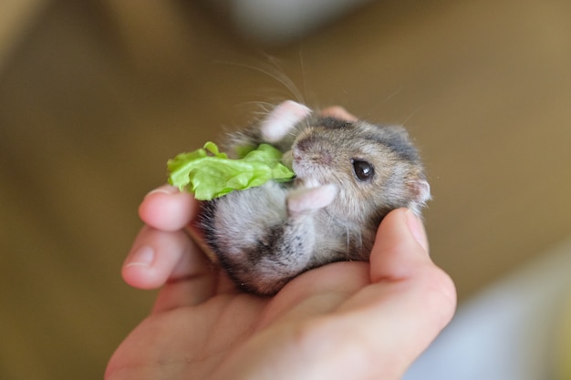 Kleiner flauschiger grauer dzungarischer Hamster, der grünes Salatblatt in Kinderhandnahaufnahme isst