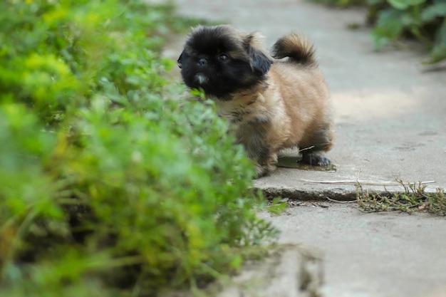 kleiner flauschiger Pekinese-Welpe, der an einem sonnigen Tag im Hof spielt