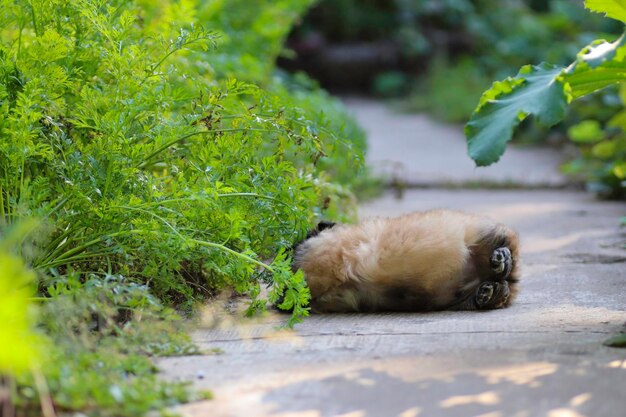 kleiner flauschiger Pekinese-Welpe, der an einem sonnigen Tag im Hof spielt