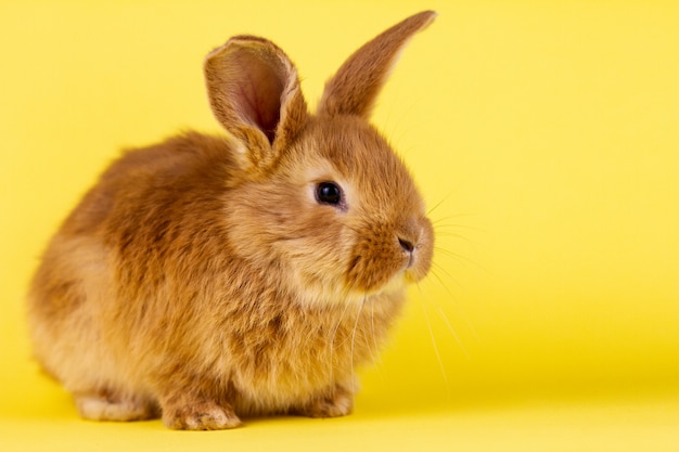 Kleiner flauschiger roter Hase auf einer gelben Wand, Hase mit Platz zum Schreiben. Flauschige Kaninchen-Nahaufnahme auf einer gelben Wand