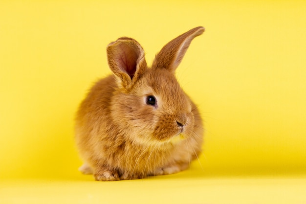 Kleiner flauschiger roter Hase auf einer gelben Wand, Hase mit Platz zum Schreiben.