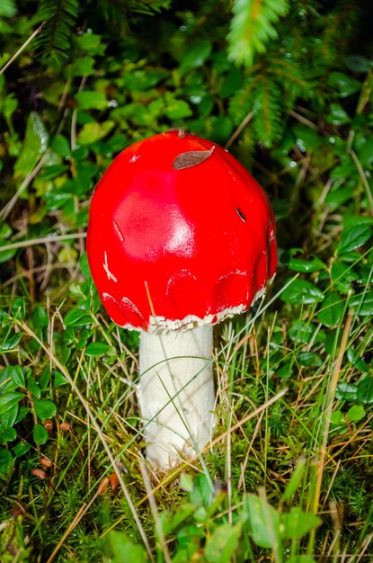 Kleiner Fliegenpilz in der Waldnahaufnahme