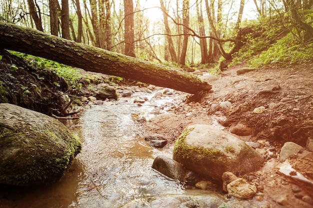 Kleiner Fluss, der sich bei Sonnenuntergang durch den dichten grünen Wald schlängelt