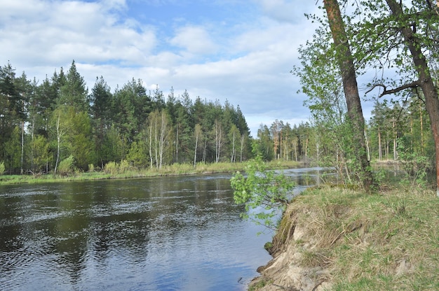 Kleiner Fluss im Maiwald