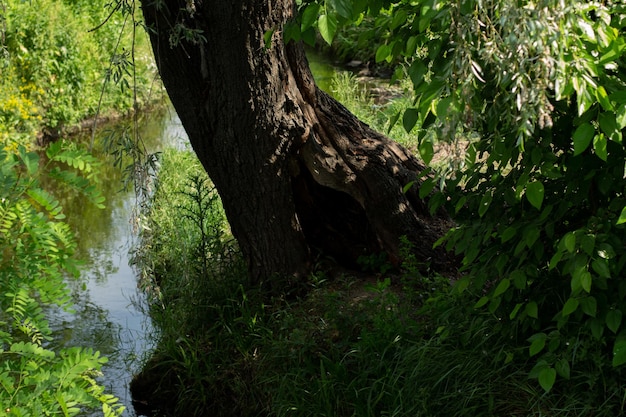 Kleiner Fluss im Park mit Bäumen