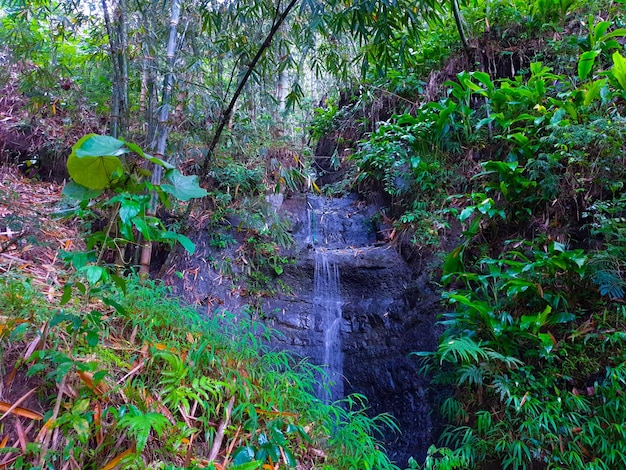 kleiner Fluss im tropischen Wald