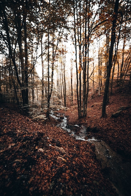 Foto kleiner fluss im wald