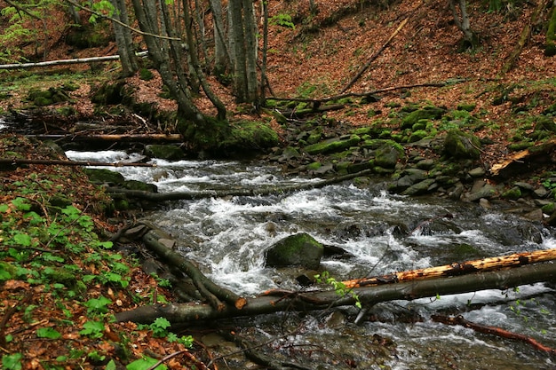 Kleiner Fluss im Wald