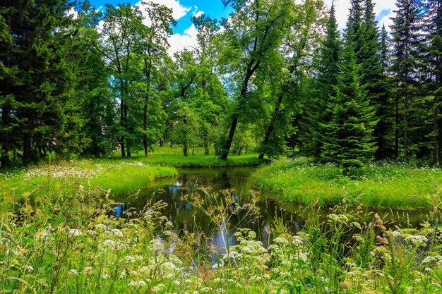 Kleiner Fluss in einem gemischten Laub- und Nadelwald in Russland Sommerlandschaft