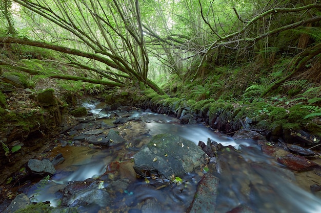 Kleiner Fluss in einem sehr üppigen Wald in der Gegend von Galicien, Spanien.