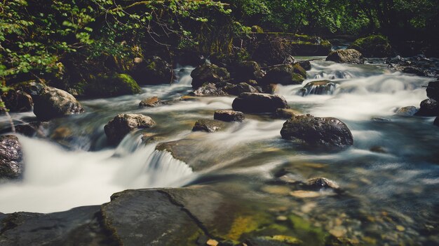 Kleiner Fluss in einem Wald mit Steinen