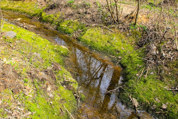 Kleiner Fluss mit Moos am Ufer