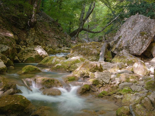 Kleiner Fluss tief in den grünen Wäldern