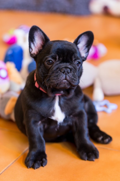 Kleiner französischer Bulldoggenwelpe