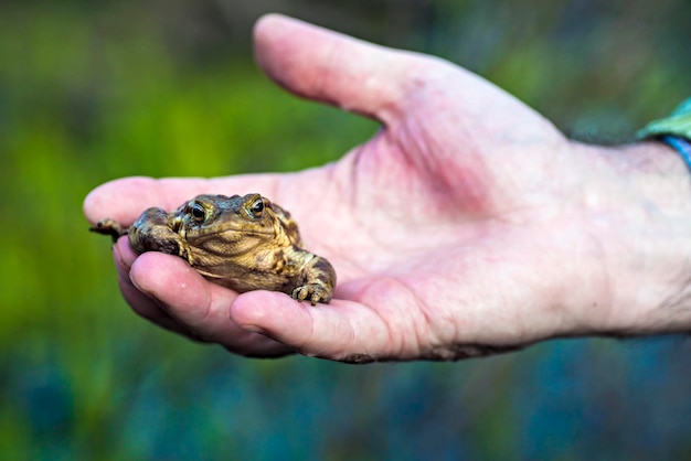 Kleiner Frosch auf einer Hand