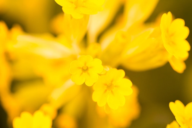 Kleiner Garten in voller Blüte im zeitigen Frühjahr.