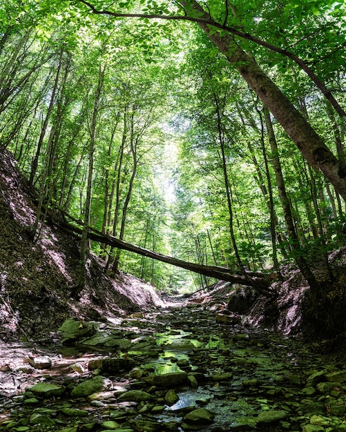 Kleiner Gebirgsfluss im grünen kühlen Wald im Sommer