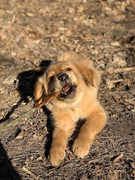 kleiner Golden Retriever Welpe nagt einen Stock in der Sonne im Wald liegend Ingwer Hund isst einen Stock