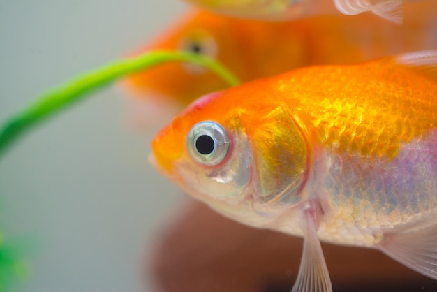 Kleiner Goldfisch im Aquarium oder Aquarium