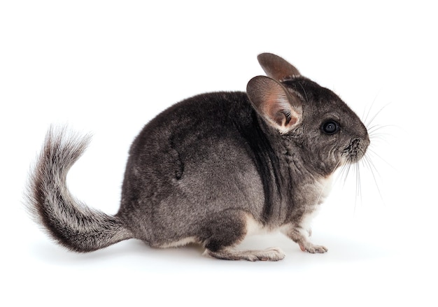 Foto kleiner grauer chinchilla