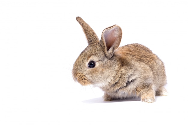 Kleiner grauer flauschiger Hase, Isolat, Osterhase