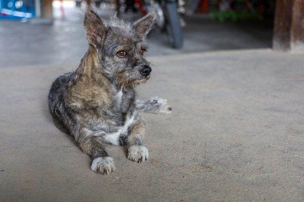 kleiner grauer Hund, der auf dem Boden liegt