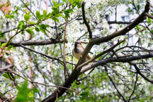 Kleiner grauer Spatz in den Zweigen der Baumstadtvögelnahaufnahme