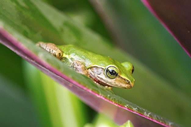 Kleiner grüner Laubfrosch aus Madagaskar, der auf grünem Blatt ruht, Nahaufnahmedetail