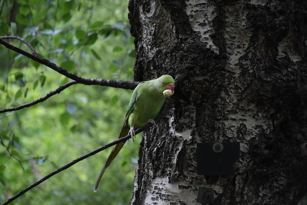 Kleiner grüner Papagei, der auf einer Stange in einem Baum sitzt