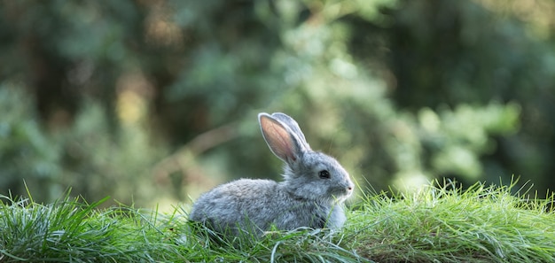 Kleiner Hase auf dem Rasen