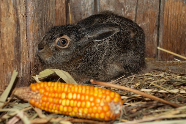 Kleiner Hase mit Mais im Vordergrund