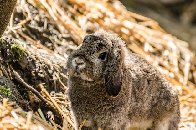 Kleiner Hase schaut