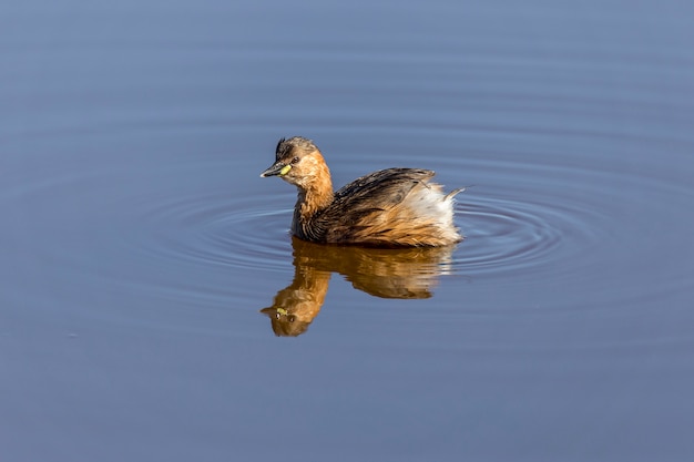 Kleiner Haubentaucher auf dem Wasser