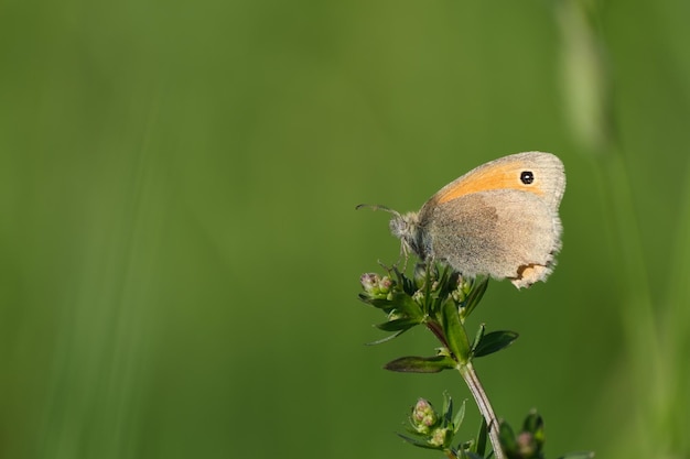 Kleiner Heideschmetterling in der Natur konzentriert sich auf den Vordergrund