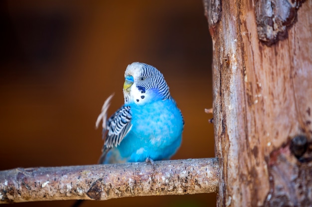 Kleiner hellblauer Papageienvogel, der auf Ast auf unscharfem Kopienraum sitzt. Halten Sie Haustiere zu Hause Konzept.