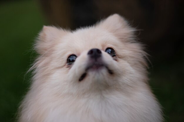 Kleiner hellbrauner pommerscher Hund, der auf weichem Hintergrund aufschaut