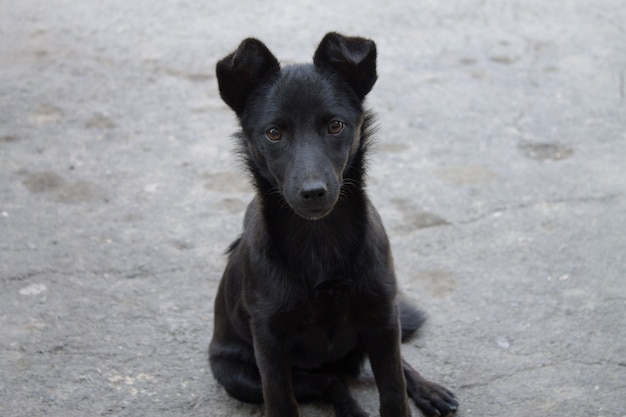 Kleiner Hund auf Asphalt