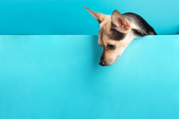 kleiner Hund auf einem Mock-up für Text Welpen Terrier sieht aus einem blauen HintergrundHaustier mit einem Kopierraum für Tierläden Futter Veterinärklinik