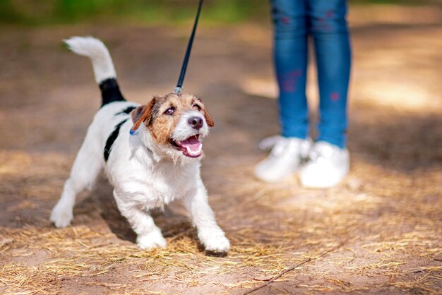 Kleiner Hund, der an der Leine in einem Sommerpark läuft