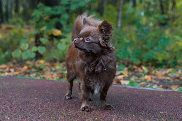 Kleiner Hund, der auf dem Gras liegt