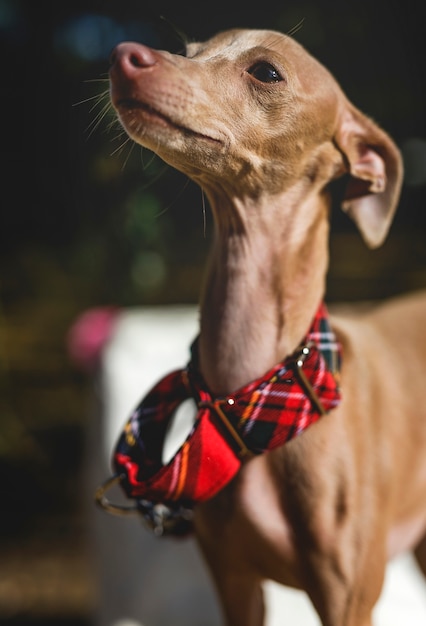 Kleiner Hund des italienischen Windhunds im Park