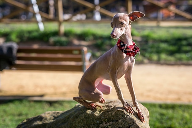 Kleiner Hund des italienischen Windhunds im Park