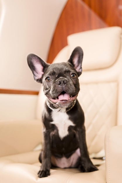 Kleiner Hund Französische Bulldogge an Bord des Flugzeugs selektiver Fokus
