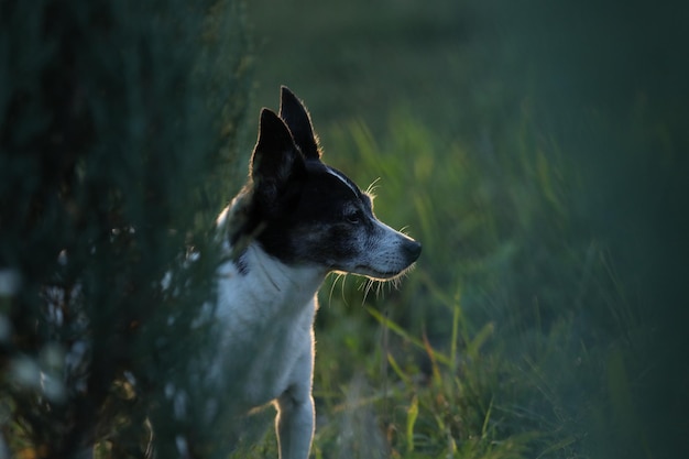 kleiner Hund im Garten auf grünem Hintergrund