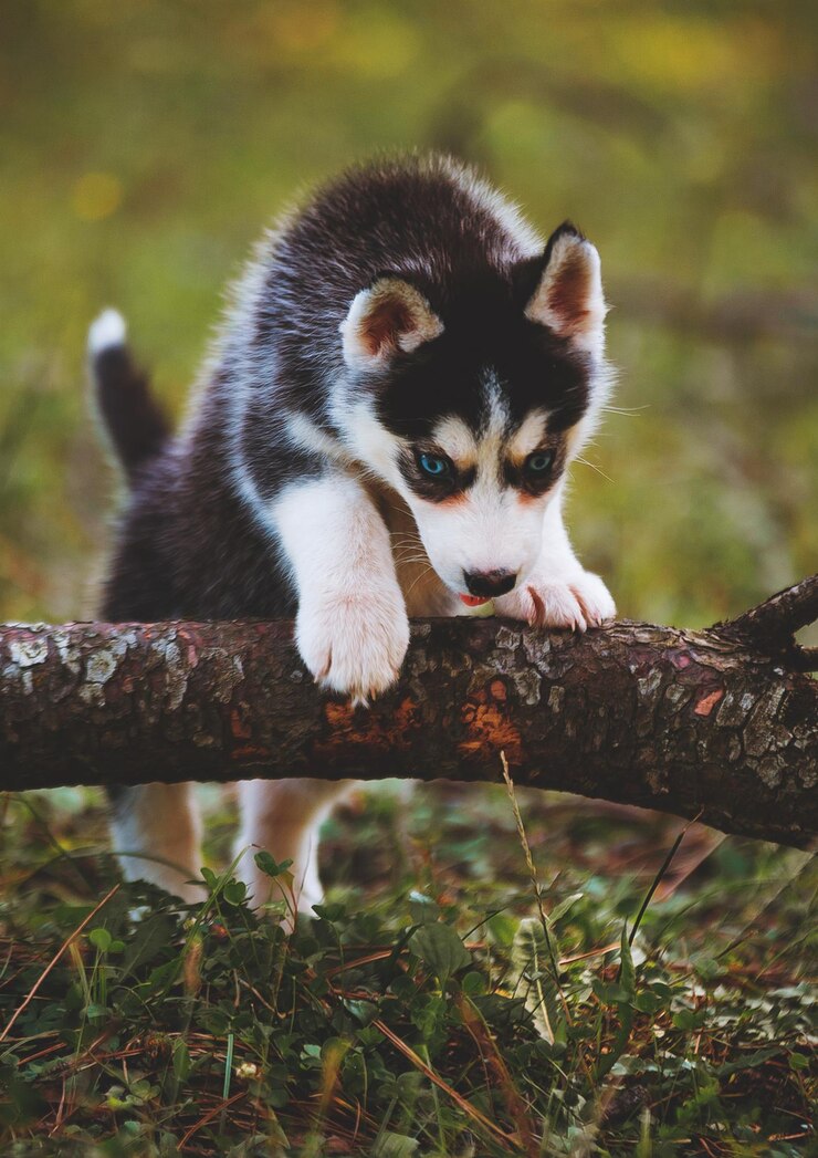 Foto kleiner hund in der natur